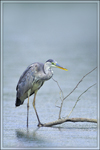Natur-Fotowettbewerb